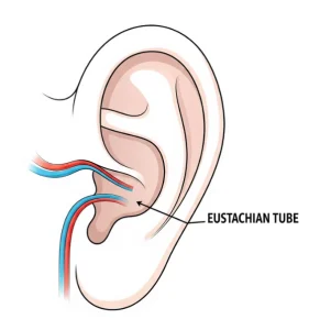 How to Equalize Your Ears - Eustachian Tube Illustration